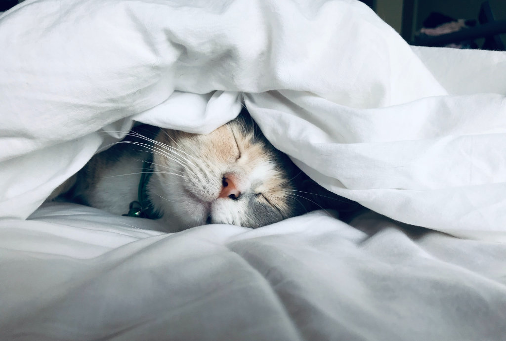 A cat peacefully sleeping under a white comforter.