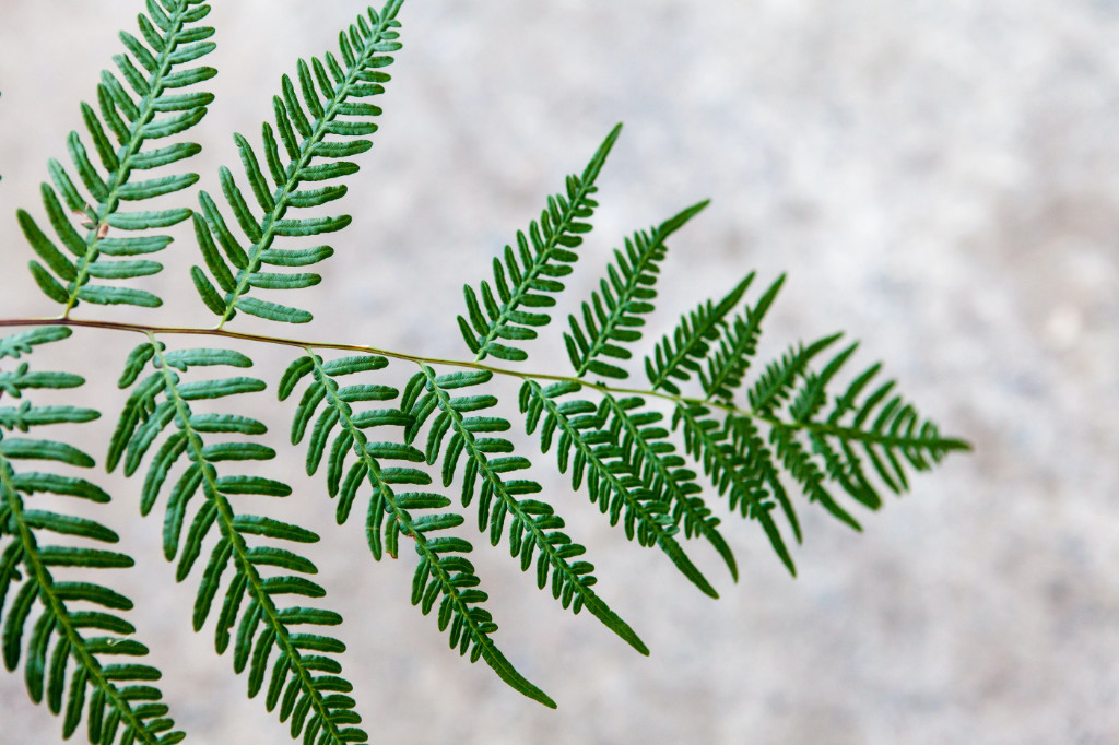 A fern with one leaf missing in the middle.