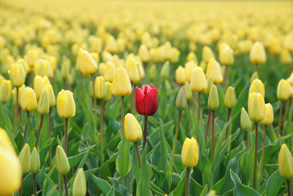 A red tulip flower in a yellow tulip field.