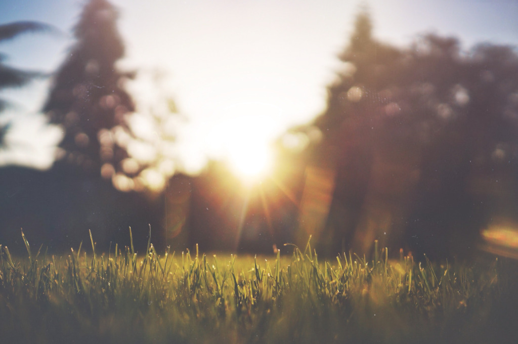 A ray of sunlight shining through trees onto a meadow.