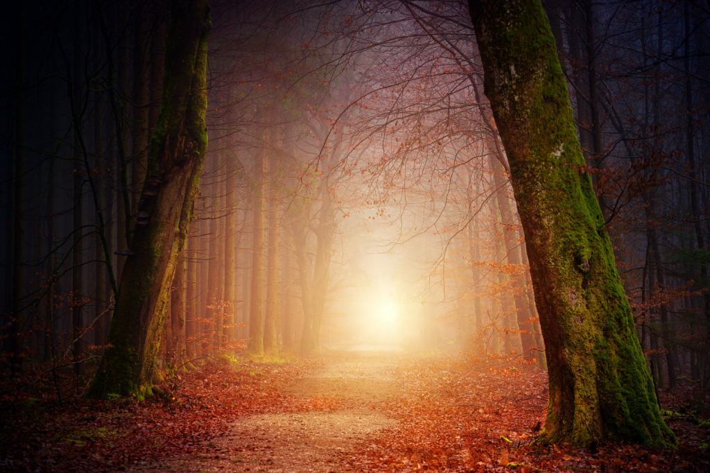 Narrow, mystical pathway among the trees.